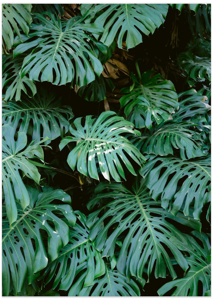 Monstera