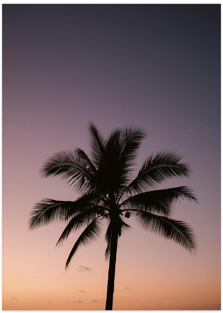 Palm Tree